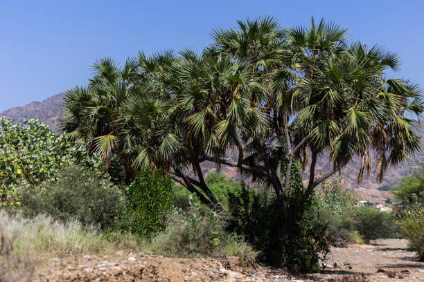 Manfaat Buah Zuriat Keajaiban Kesehatan dalam Genggamanmu